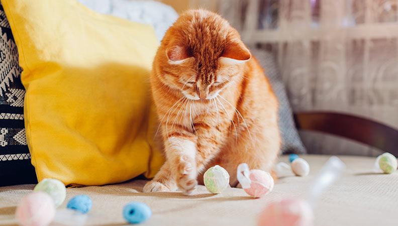 Ginger cat playing with cotton balls