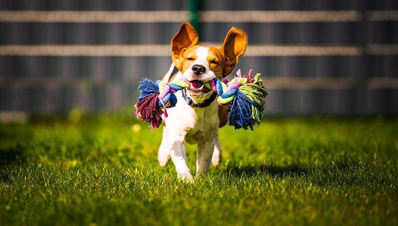 Beagle dog running with a chew toy in their mouth