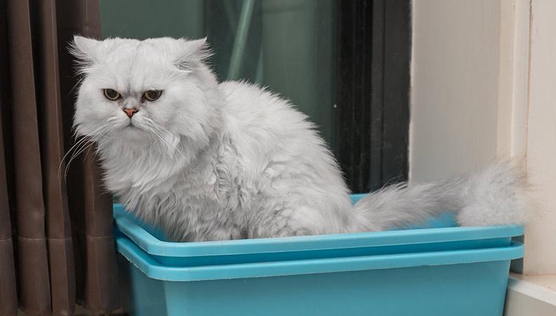 Cat sat in the litter box