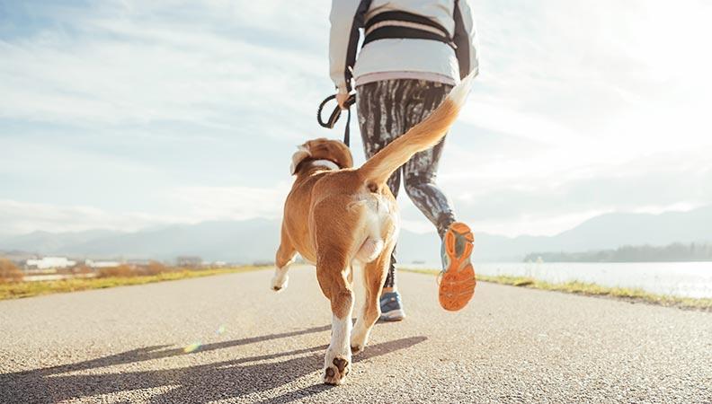 Person walking their dog down a coastal road