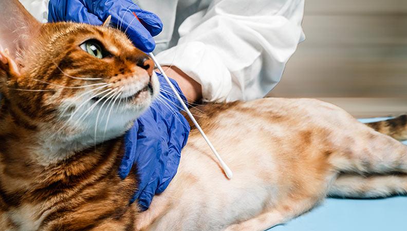 A cat suffering hair loss