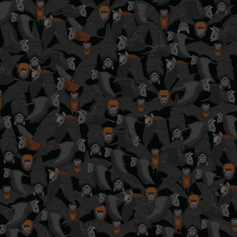 Halloween brainteaser with bats and a cat hidden 