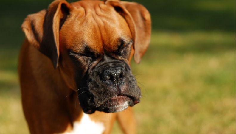 A dog with hay fever sneezing