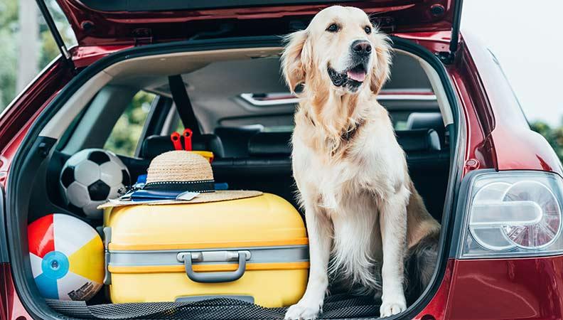 A labrador sat in the boot of a car with a suitcase