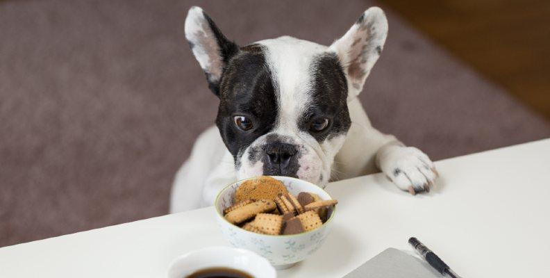 A French Bulldog scavenging for biscuits