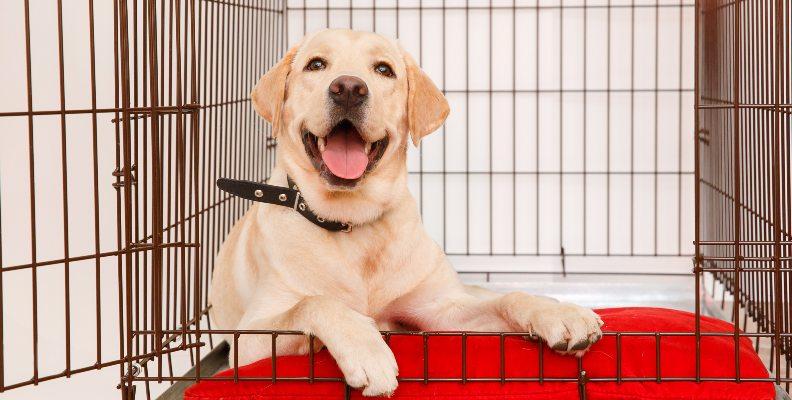A smiling Labrador lying in their crate
