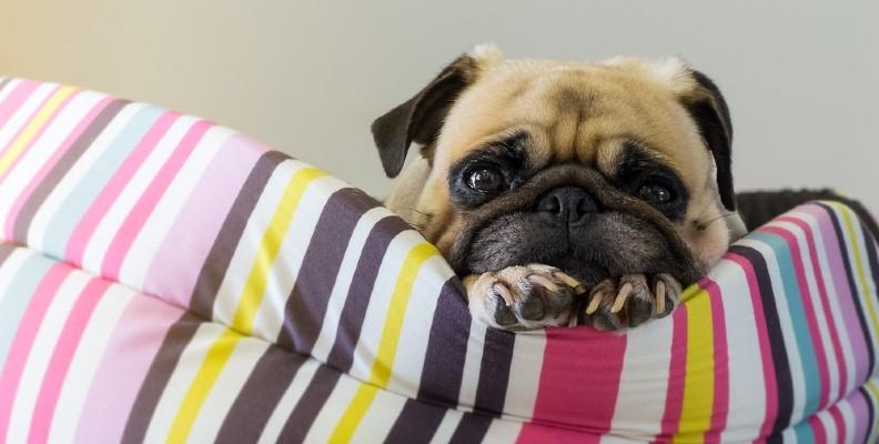 An anxious Pug laying in its bed
