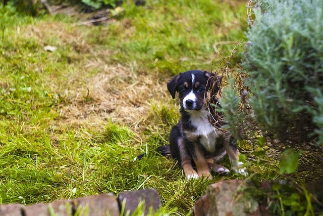 A Puppy sitting in the garden behind a bush