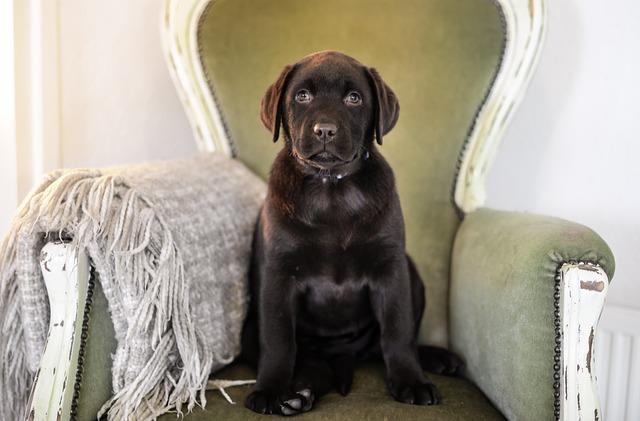 Brown Labrador Puppy siting on an armchair