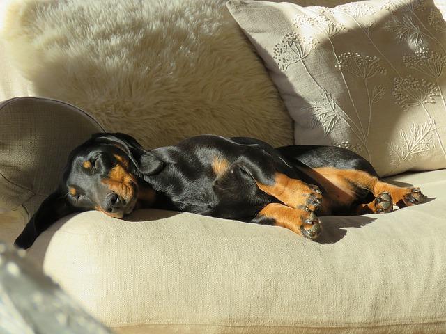 A Dashshund sleeping on a sofa