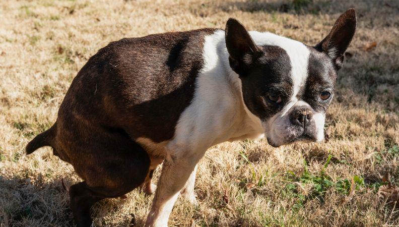 A dog suffering from anal gland problems