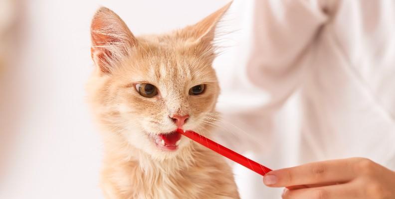 A ginger cat cleaning their teeth