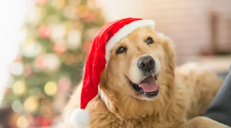 Golden Retreiver in a Christmas hat