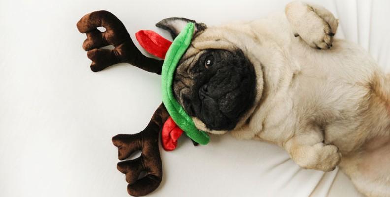 A Pug laying down wearing Reindeer antlers