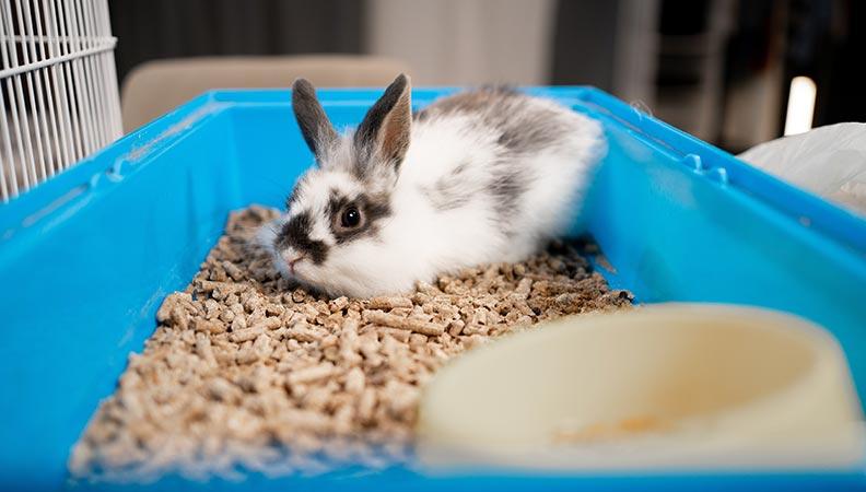 White and black rabbit in a blue litter box