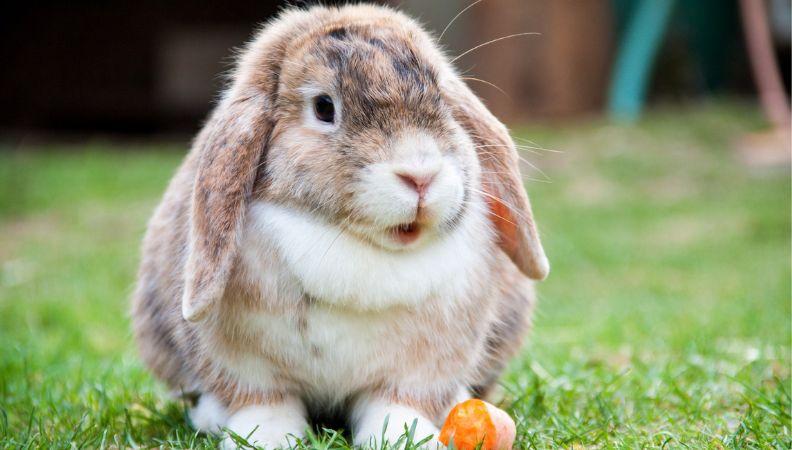 A lop-eared rabbit in the garden with a carrot
