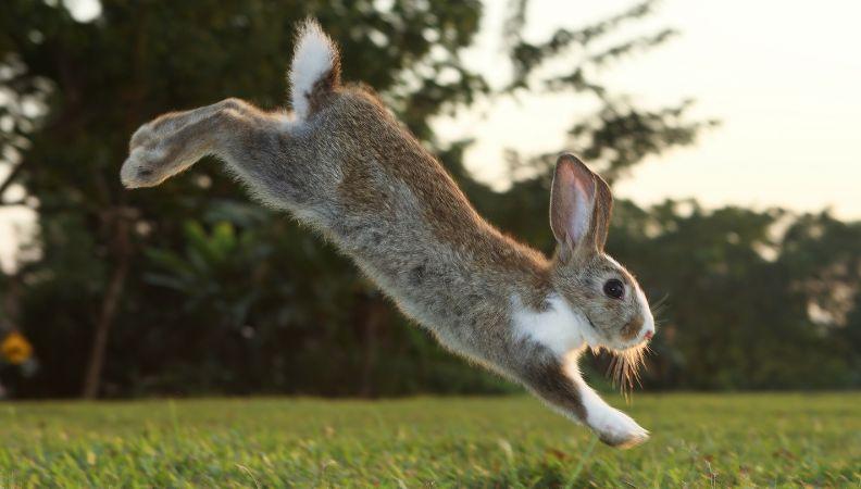 Rabbit exercise leaping through the air