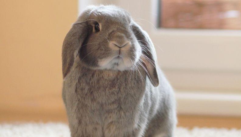 care for an indoor rabbit