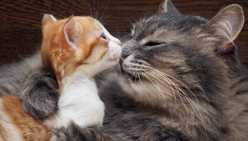 a kitten giving a cat a kiss