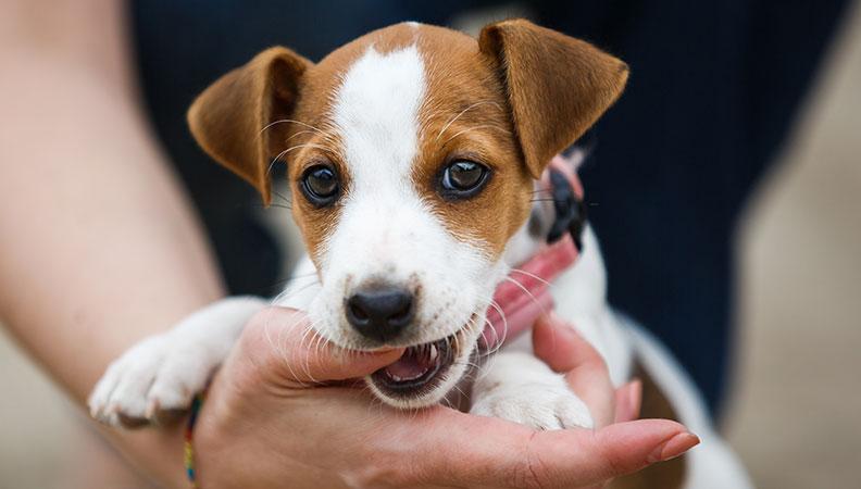 A puppy biting it's owners thumb