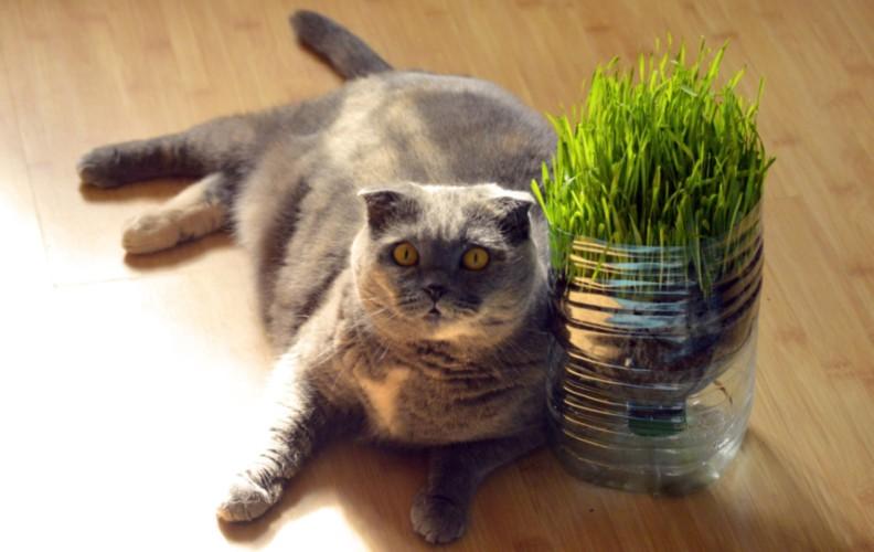a fat cat lying on the floor