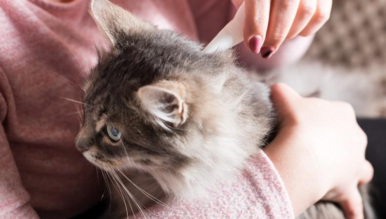 Long-haired cat receiving flea treatment