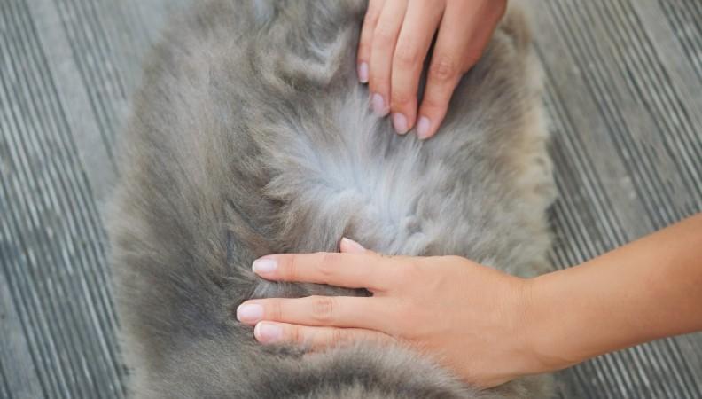 Checking a fluffy cat for fleas