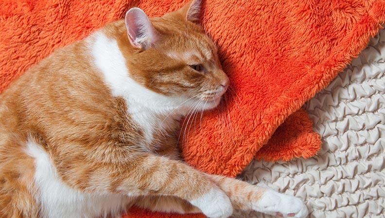 Ginger cat lying down on an orange rug