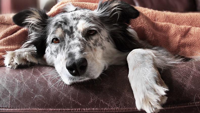 Unwell dog lying down on a leather chair under a blanket