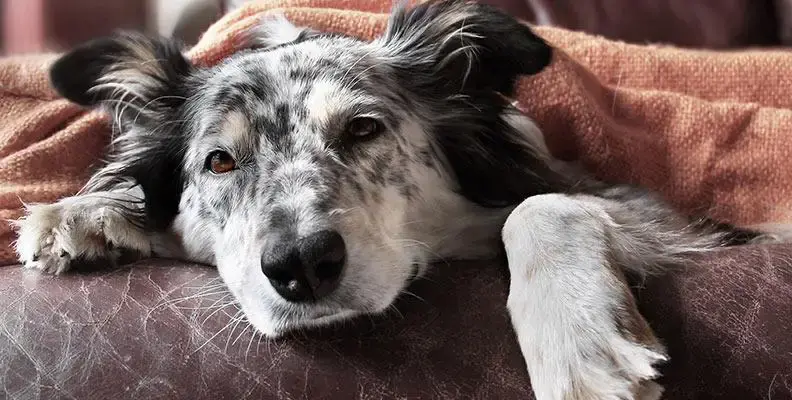Hyperthyroidism in dogs