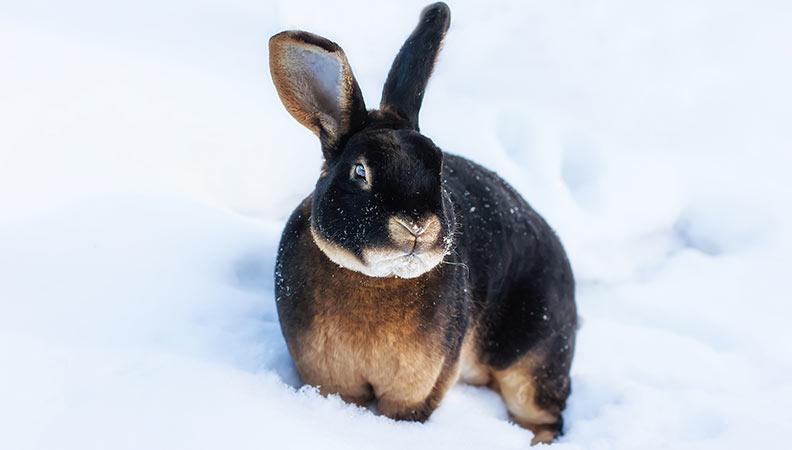 Spotting the signs of hypothermia in rabbits