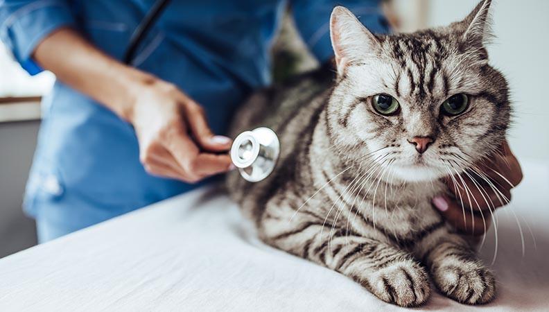 Grey cat having an examination at the vets