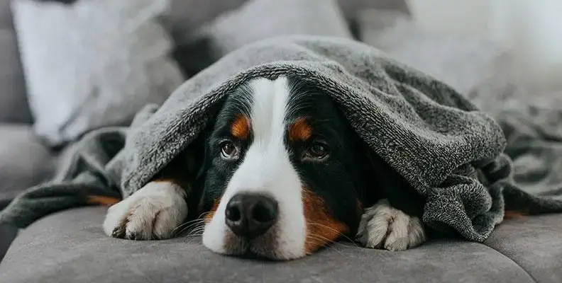 Sick dog lying on a sofa under a grey blanket
