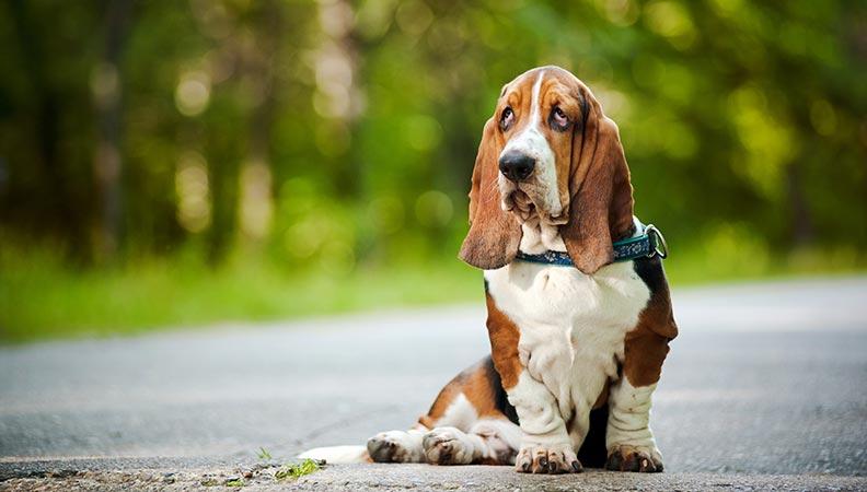 Basset Hound sitting on the pavement