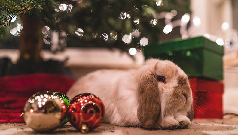 A rabbit sitting underneath a Christmas tree