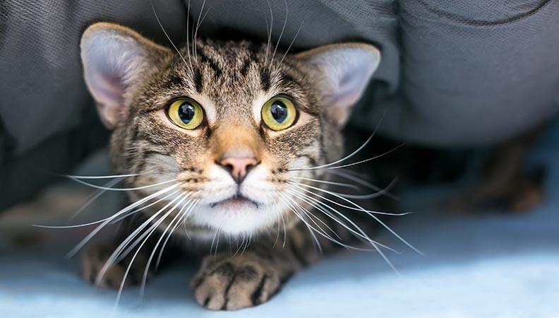 Cat hiding from the sound of fireworks