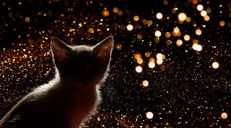 A cat watching fireworks