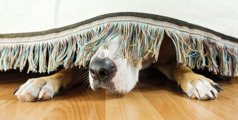 A dog hiding underneath the bed