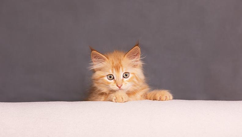 A ginger kitten looking at the camera