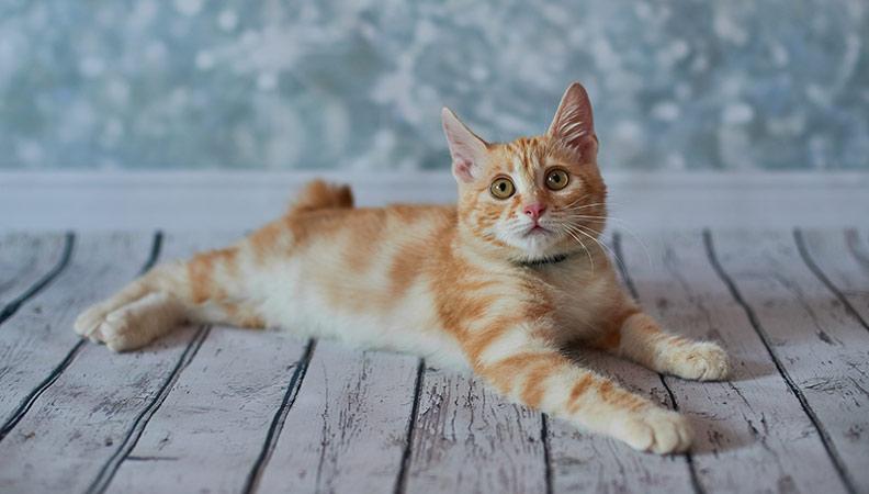 A ginger cat laying down looking at the camera