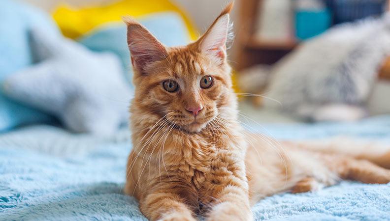 A ginger maine coon cat pawing on the bed