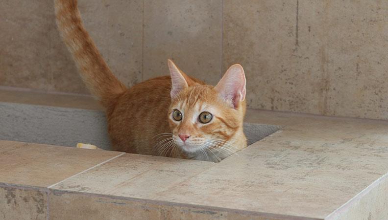 12 week old ginger cat playing hide and seek