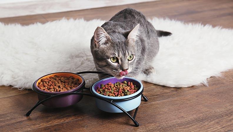 A grey kitten eating dry cat food from a bowl