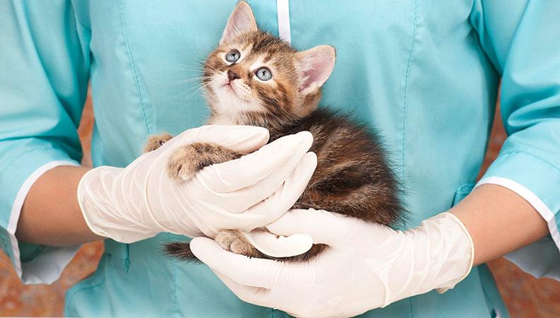 Kitten injury treated by vet