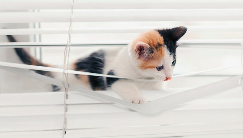 A kitten getting tangled in the window blinds
