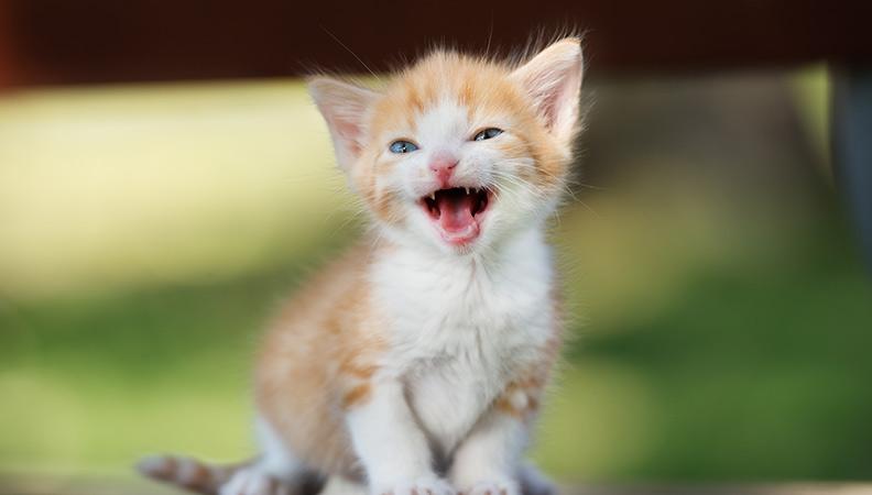 A ginger cat meowing outside