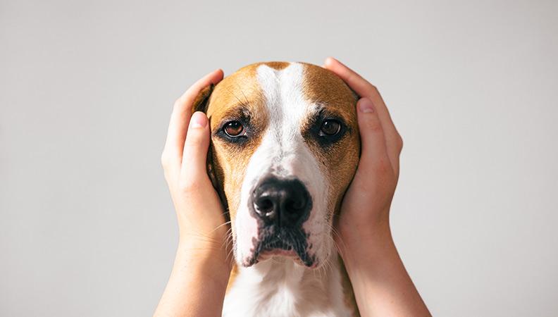 A dog with ears covered with human hands