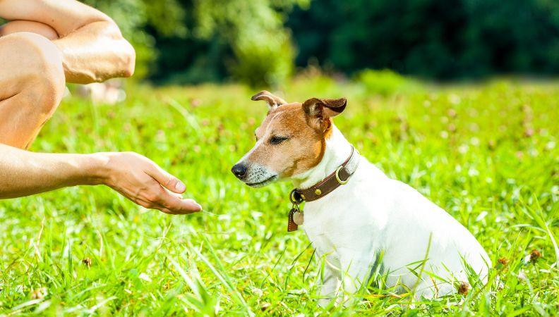 Hand gesture of a paw at a dog 