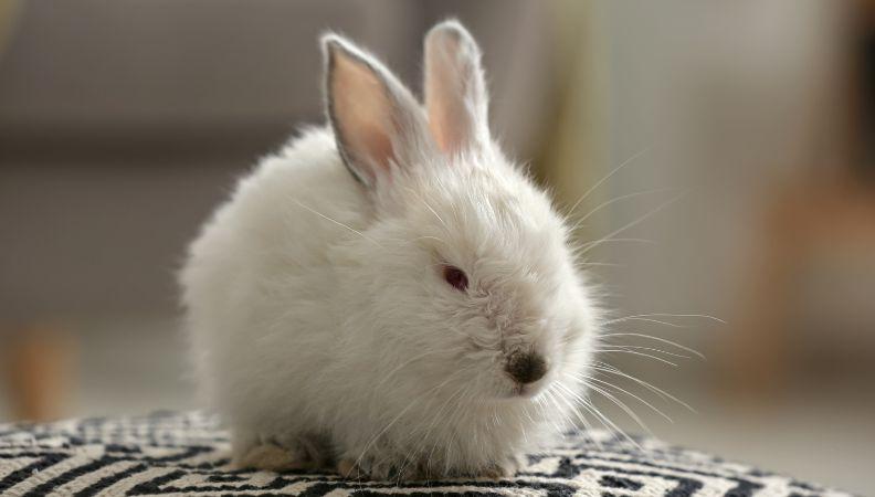 a mini white house rabbit sitting on a rug
