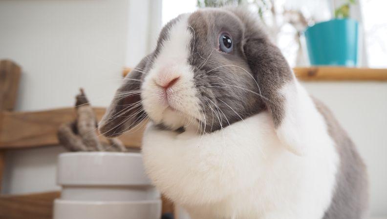 a grey and white lop-eared house rabbit
